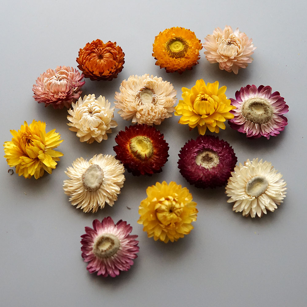 Natural Dried Colorful Chrysan - đánh giá và giá Baby Products List