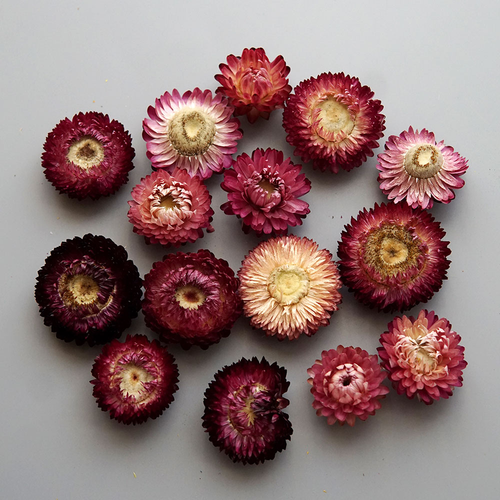 Natural Dried Colorful Chrysan - đánh giá và giá Baby Products List