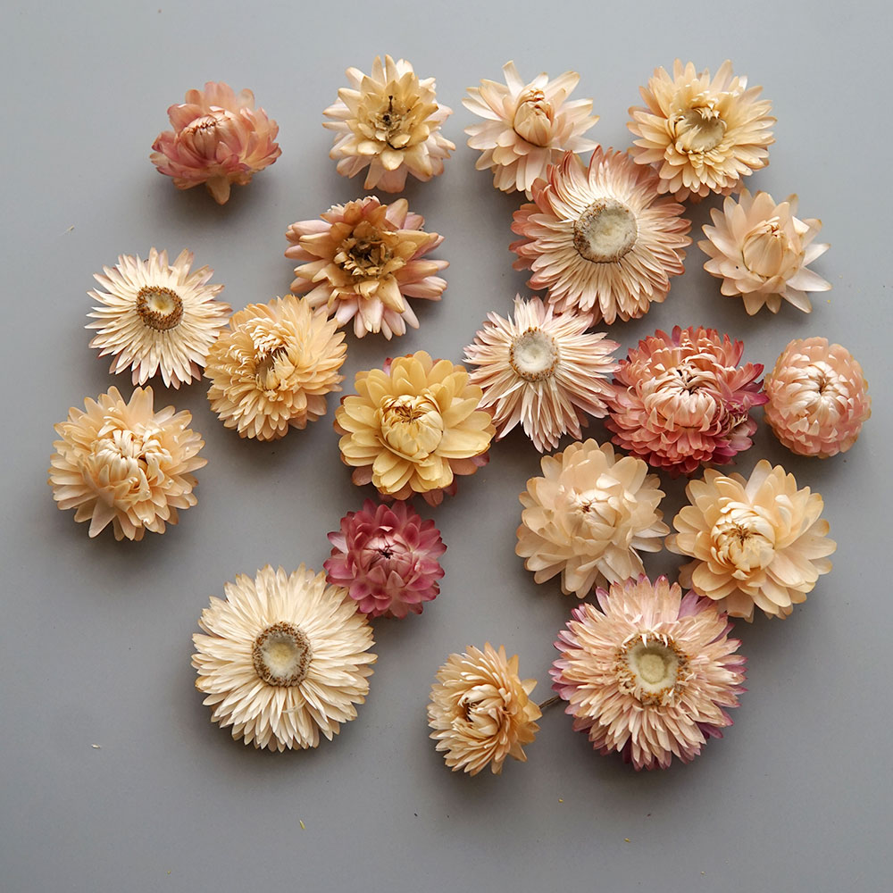 Natural Dried Colorful Chrysan - đánh giá và giá Baby Products List